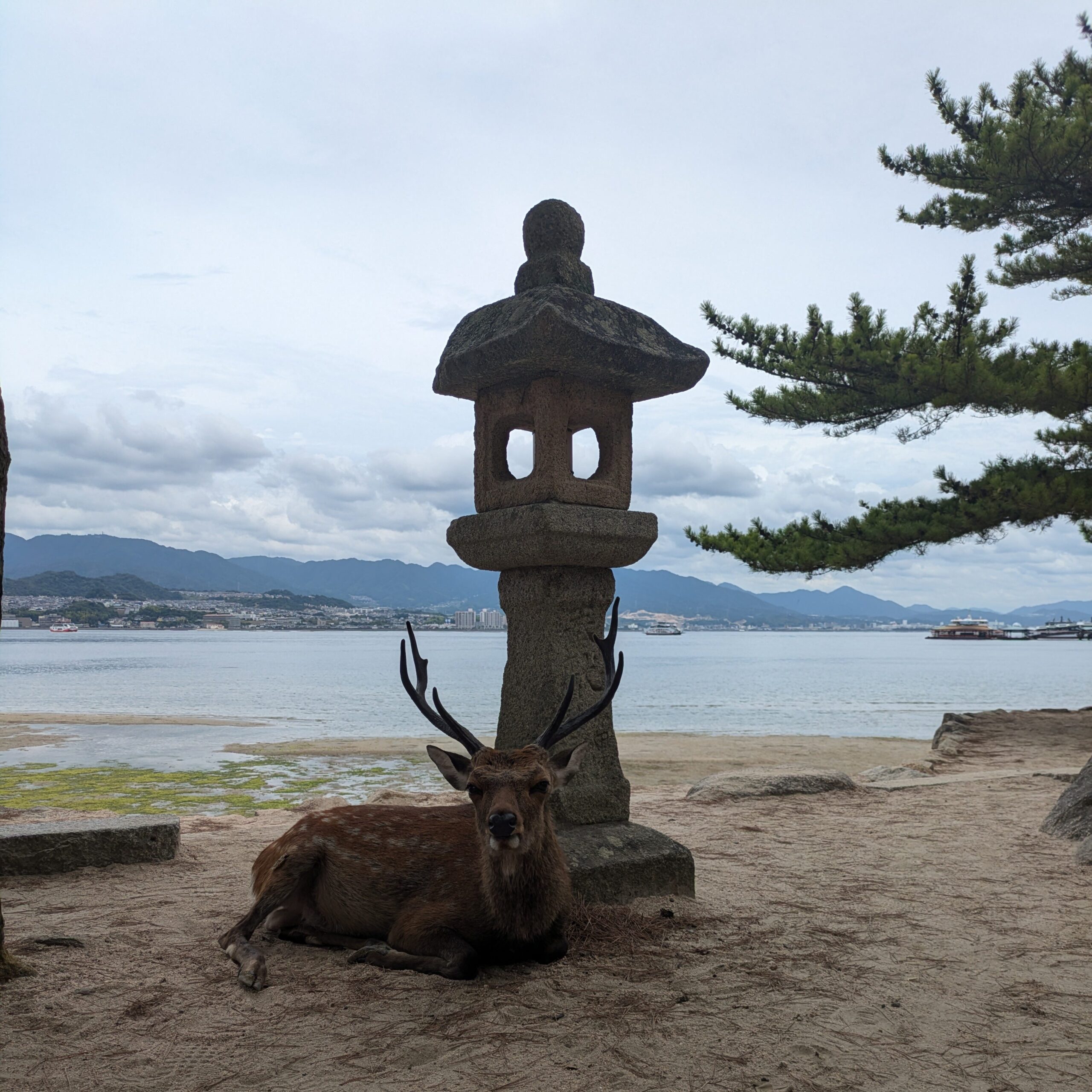 A wild Sika deer with large antlers resting in the sand next to a tall, weathered stone lantern on the shores of Miyajima Island, with the calm Seto Inland Sea and distant mountains in the background.