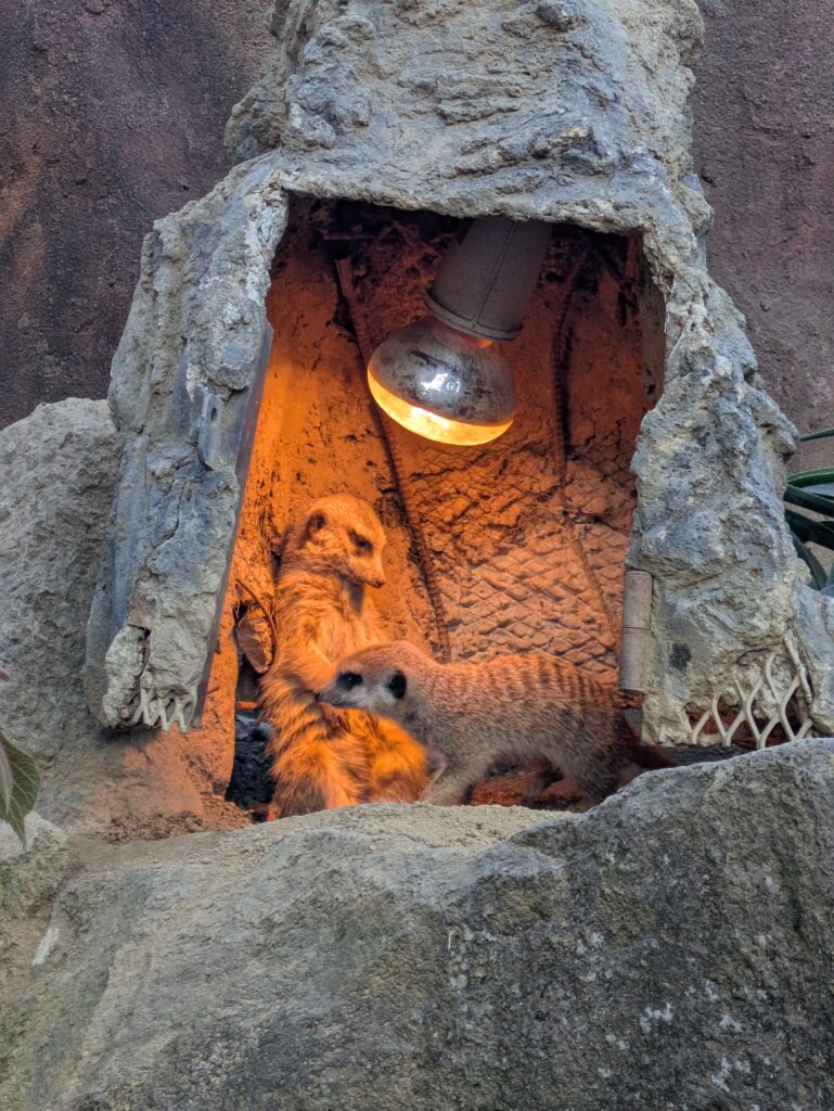 Two meerkats huddled together for warmth under an orange glowing heat lamp inside a rocky, cave-like enclosure at the zoo.