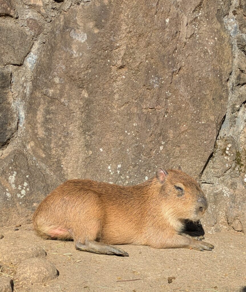 A real capybara resting peacefully and sunbathing against a rock wall at Izu Shaboten Zoo on a bright, sunny day.