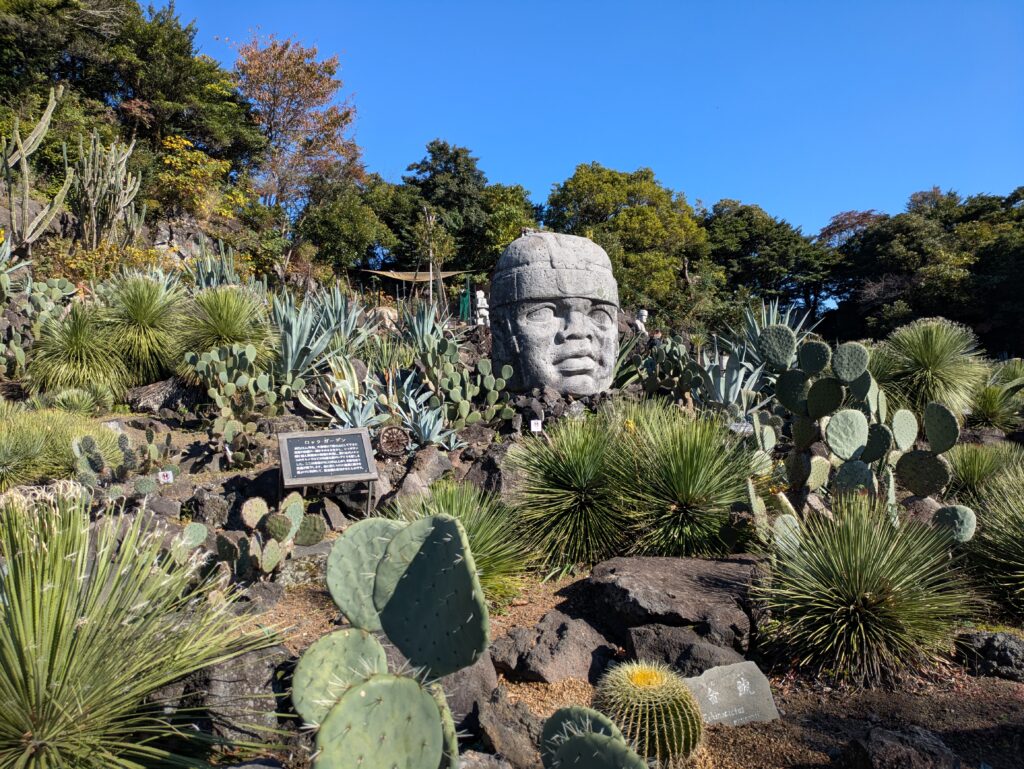 A sunlit cactus garden at Izu Shaboten Zoo featuring various cacti and succulents surrounding a large, ancient-style stone head statue under a clear blue sky.