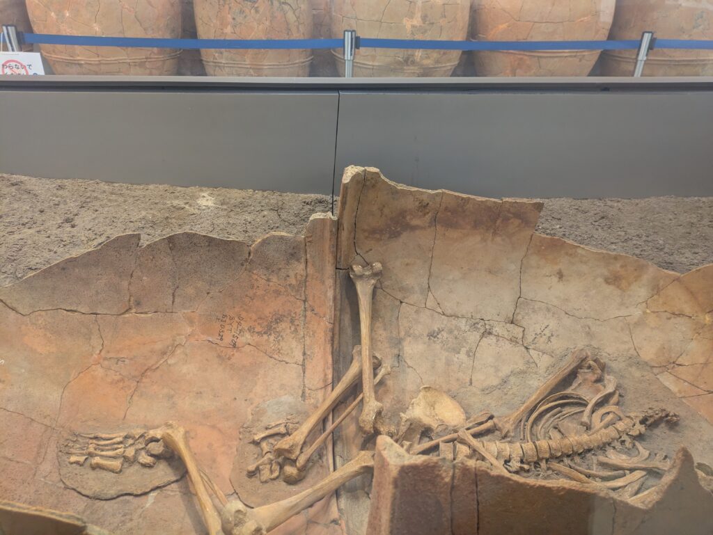 Skeletal remains preserved within a large clay jar burial, viewed through a glass display.
