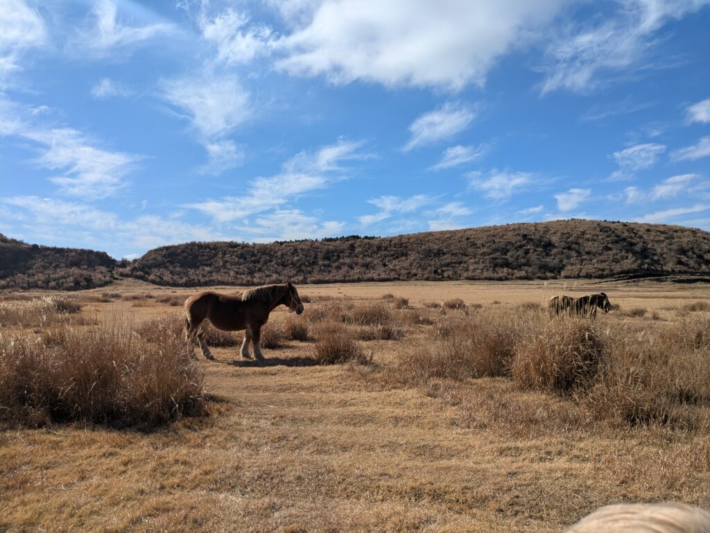 A single semi-wild horse grazing in the wide, golden-grass meadow of Kusasenri Plateau on Mt. Aso, Kumamoto Japan.