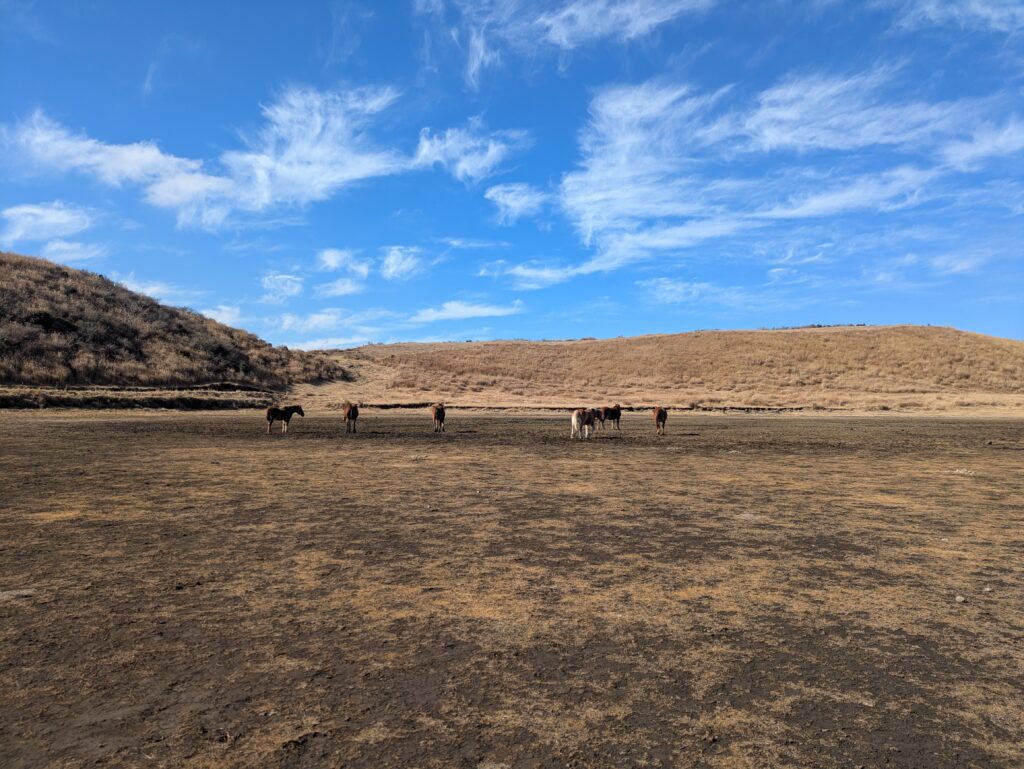 A small group of horses grazing across a wide, flat volcanic plain surrounded by low rolling hills at Mount Aso in Kumamoto, Japan.