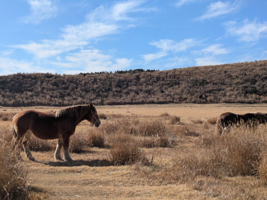A stocky brown domestic horse standing on the wide, open plains of the Kusasenri Plateau meadow below a rugged mountain ridge in Kyushu.