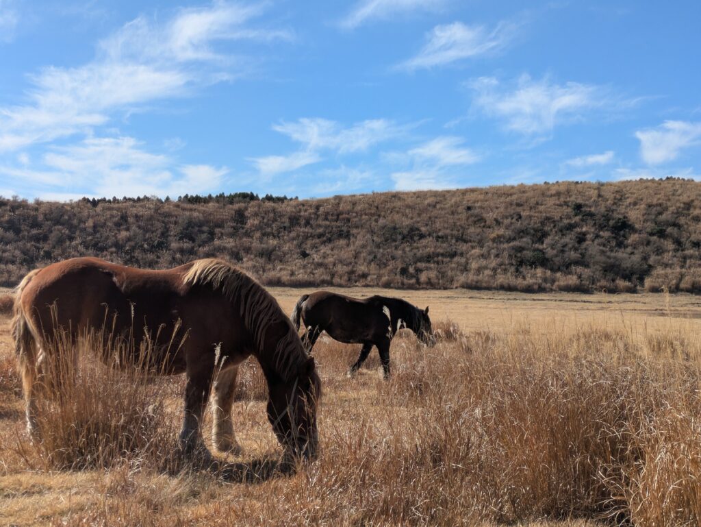 A chestnut brown horse with a light mane grazing in the tall golden grass of Kusasenri Plateau at Mt Aso, Japan, with other horses in the background under a blue sky.