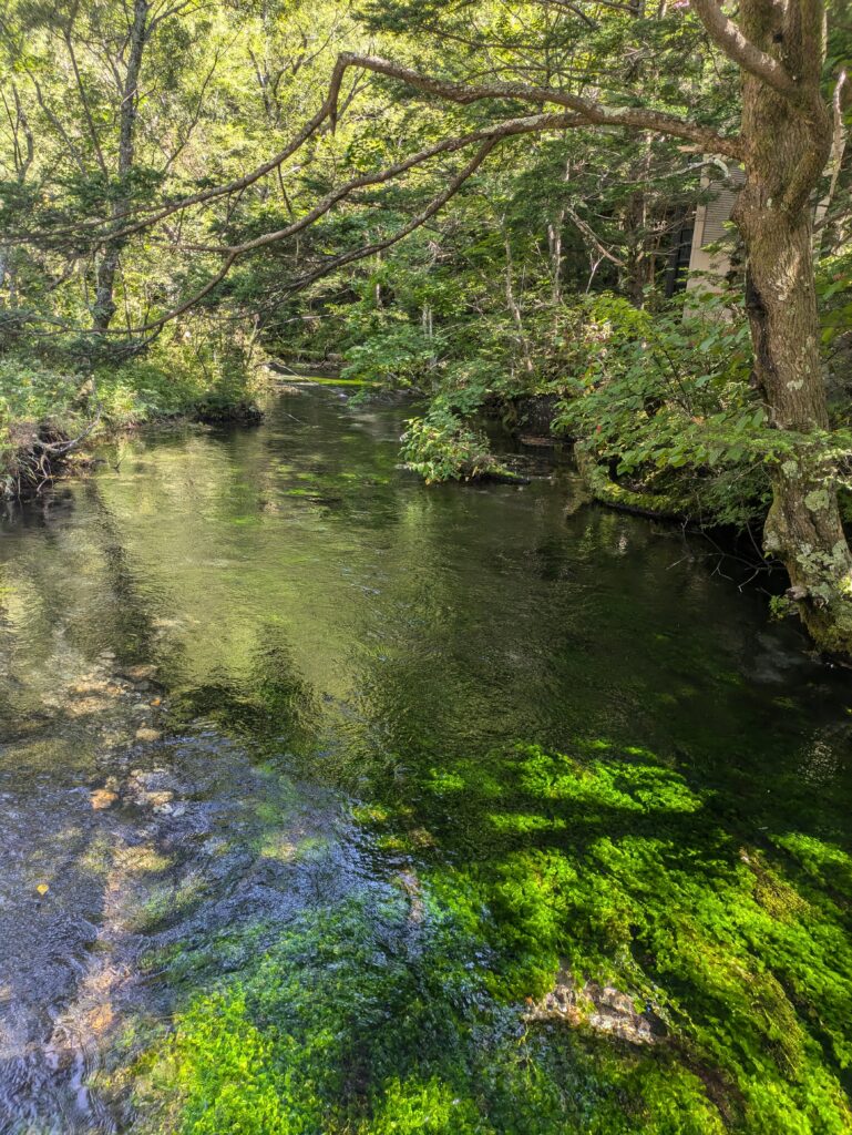 A calm, crystal-clear stream reflecting the surrounding green forest canopy and lush trees on its surface in Kamikochi, Japan.