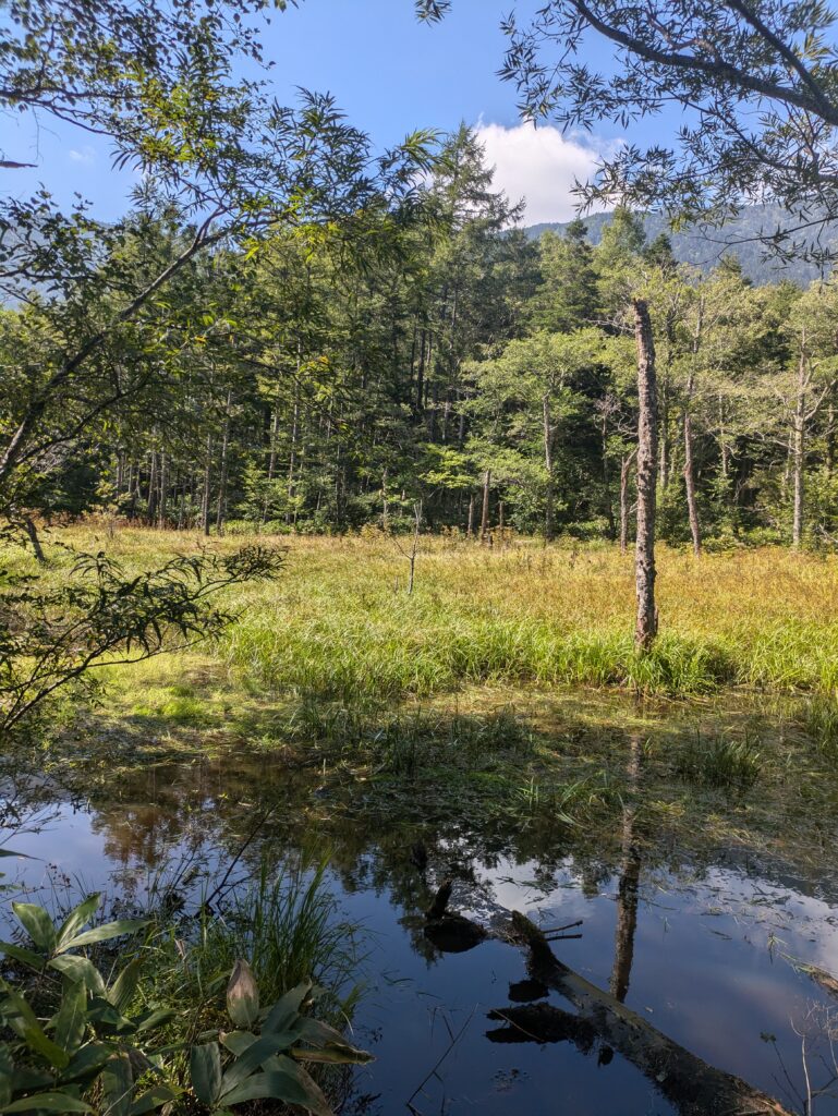 An open, grassy clearing and marshland surrounded by dense green forest and alpine trees in Kamikochi, Japan, under a bright sky.