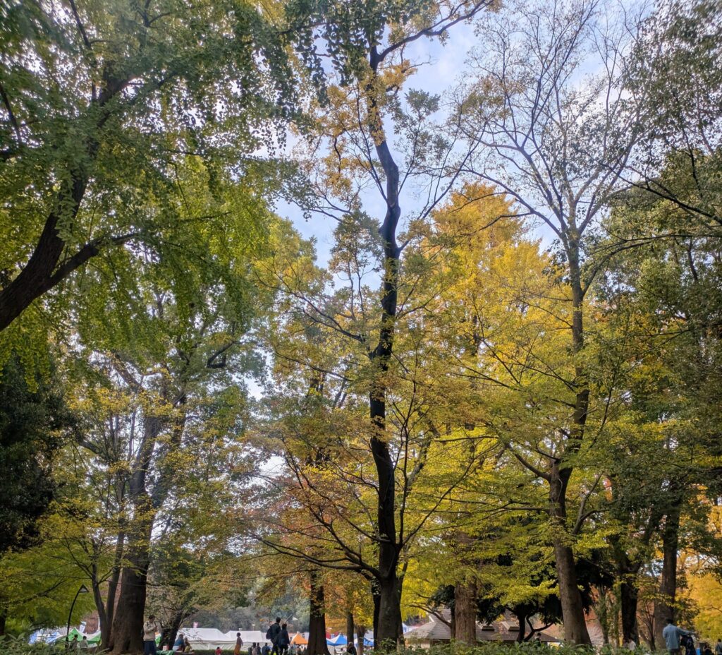 Sunlight filtering through the vibrant yellow and green leaves of ginkgo trees in Ueno Park during autumn.